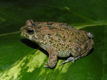 Media type: image;   Herpetology A-148091 Aspect: lateral